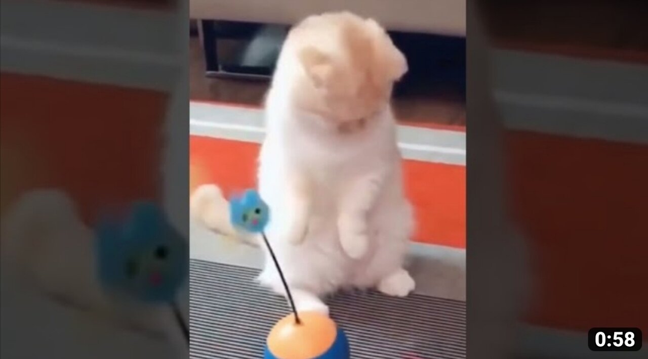 Funniest cat video