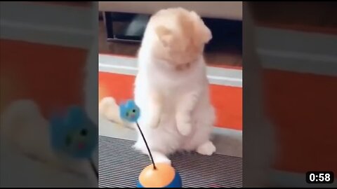 Funniest cat video