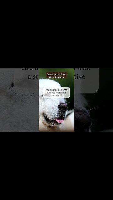 Captivating Facts about Great Pyrenees