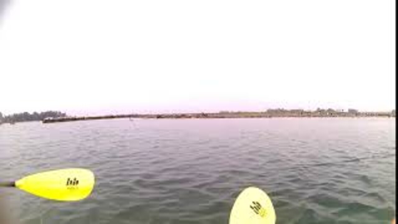 Sea Lions at Elkhorn Slough #Shorts