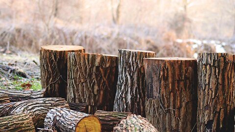 Wood poaching is a thing and state officials say it's on the rise