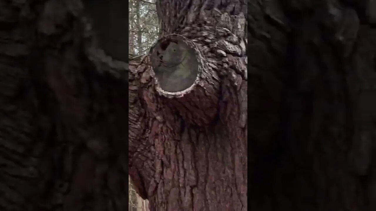 A visit with grandfather tree. #churchofbubbles #freedom #grandfathertree