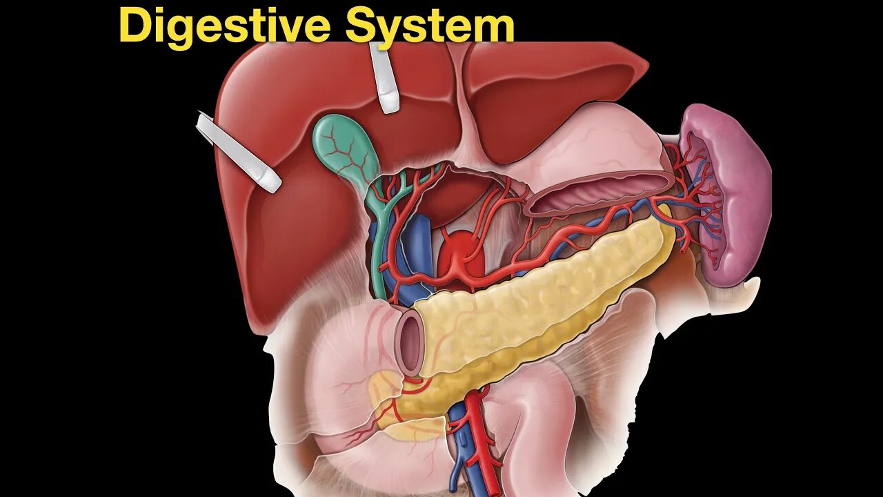 Digestive system