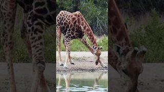 Our Close Encounter With A Drinking Giraffe!🤔#shorts #safari #travel #travelling