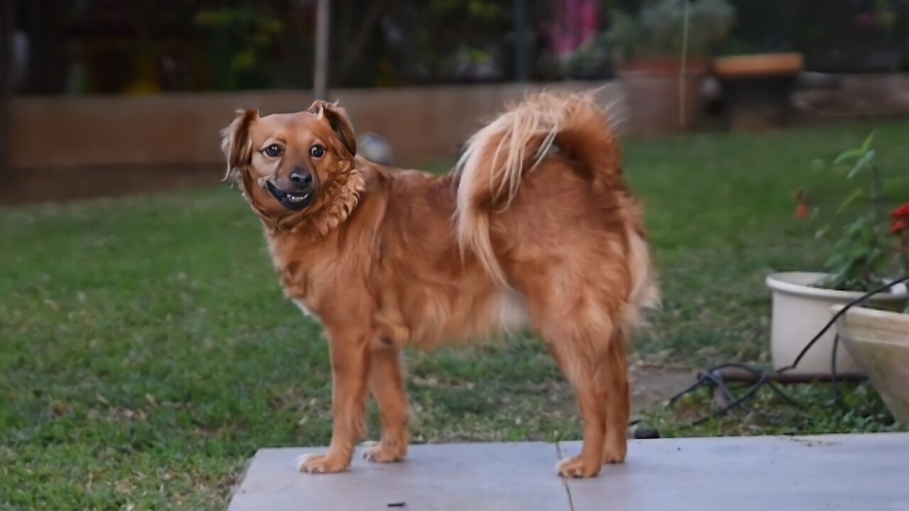 Dog Eating food