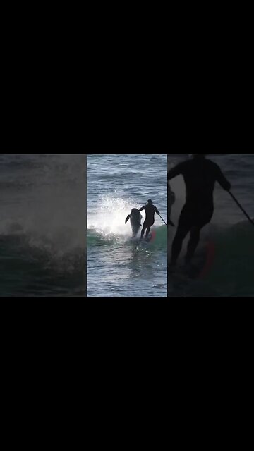 Dolphin Listens To Ludacris