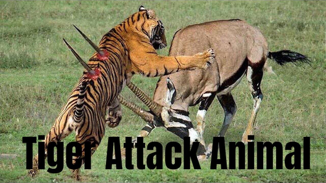 tiger attack animal amazing video