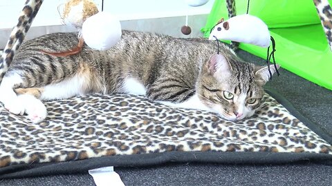 A Soft Place to Sleep for the Fluffy Cat