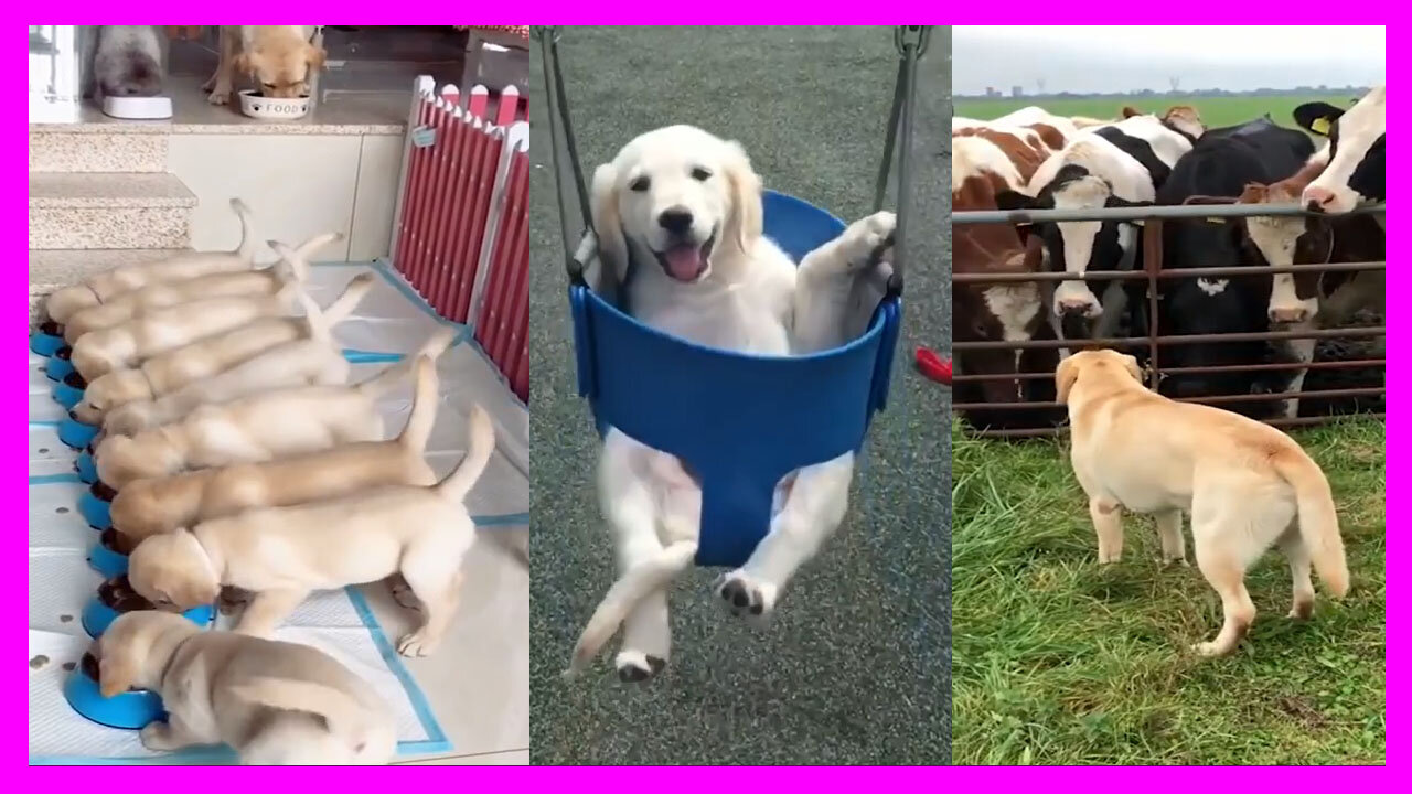 Funniest & Cutest Labrador Puppies #1 - Funny Puppy Videos 2021