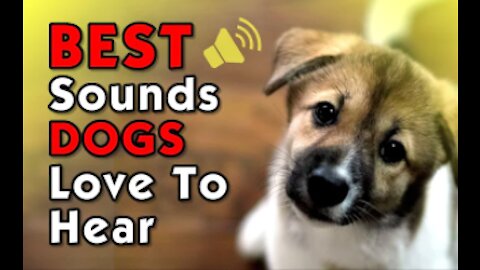 Best Sounds Your Dog Loves. Sounds they get attracted to
