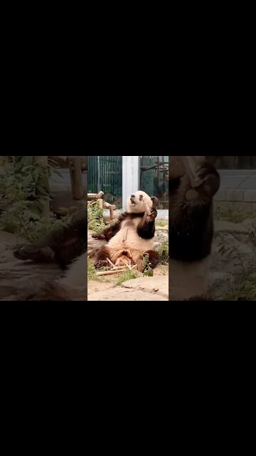 Naughty 😉 Panda 🐼#Shorts #ytshorts #UbertainmentFun #Dogs #Animals #Fun