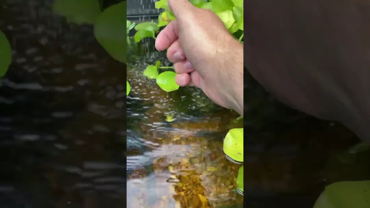 🎣🎣 Tiny Pond Bluegill Feeding - Super Worms - On the Real #Fishing #Shorts