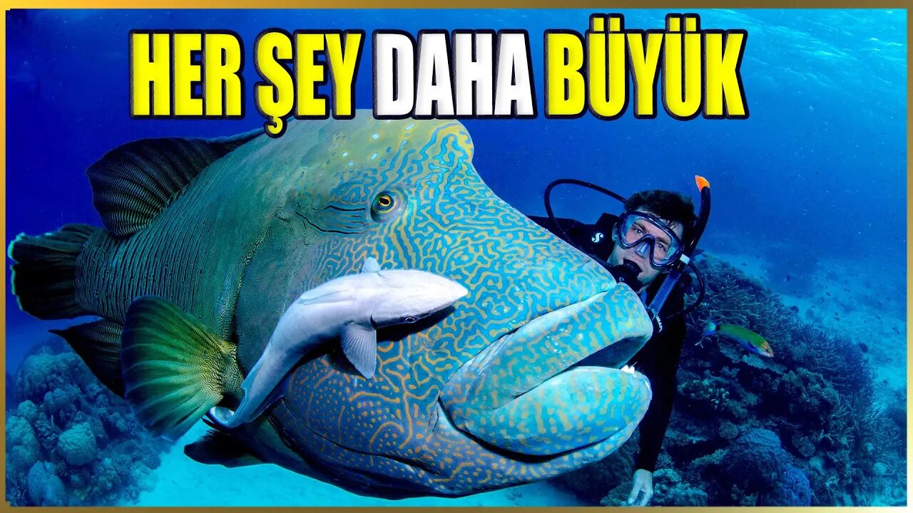 Suyun Altında Neden Her Şey Daha Büyük Ve Yakın Görünür? | Ses ve Işık Renklerin Soğurması Bölüm 20