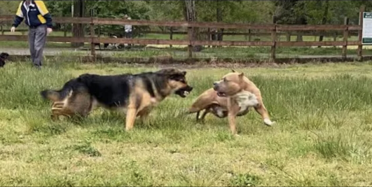 German shepherd attacks Pitbull