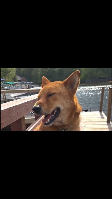 Great Dad Jokes told by Dogs #dadjokes #dogjokes #dadjoke #dogjoke