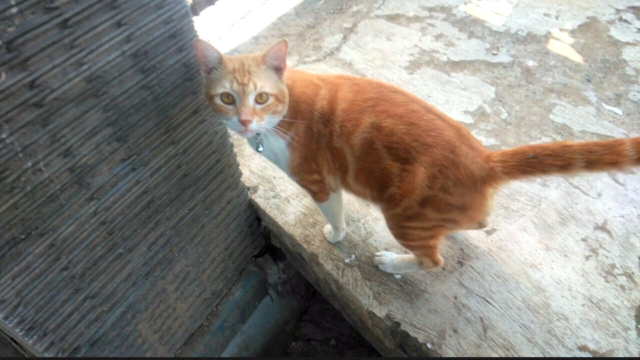 The orange cat's expression was caught on camera