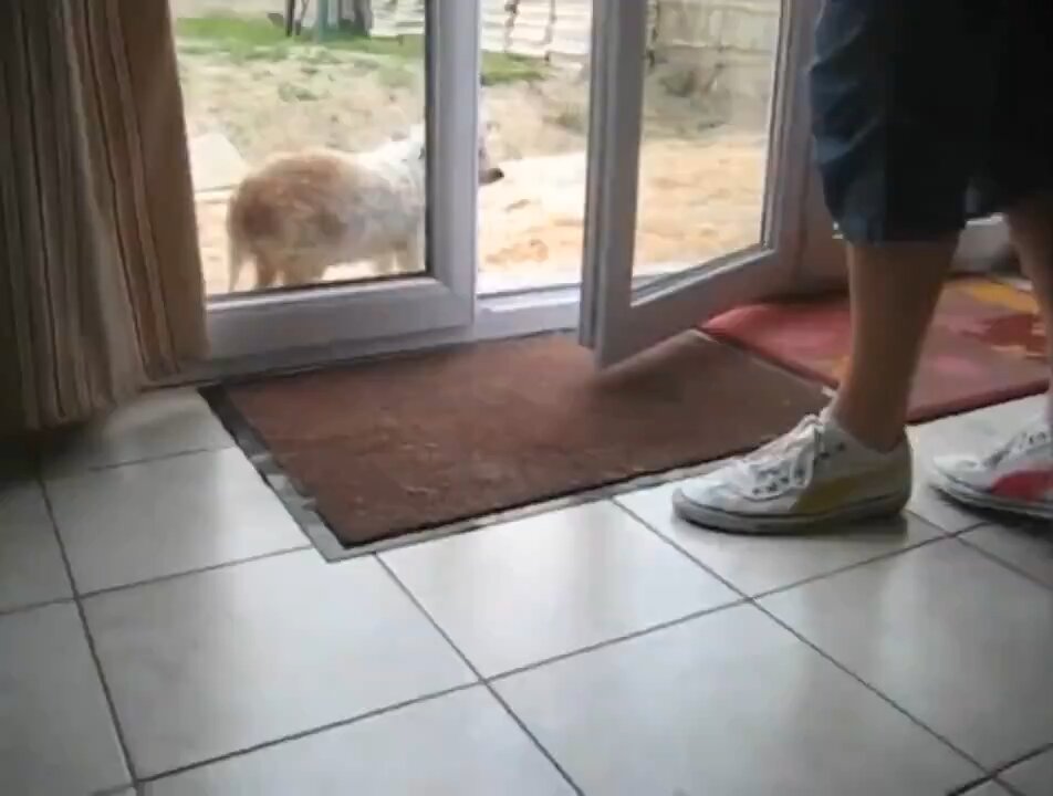 Foot-Wiping Pupper