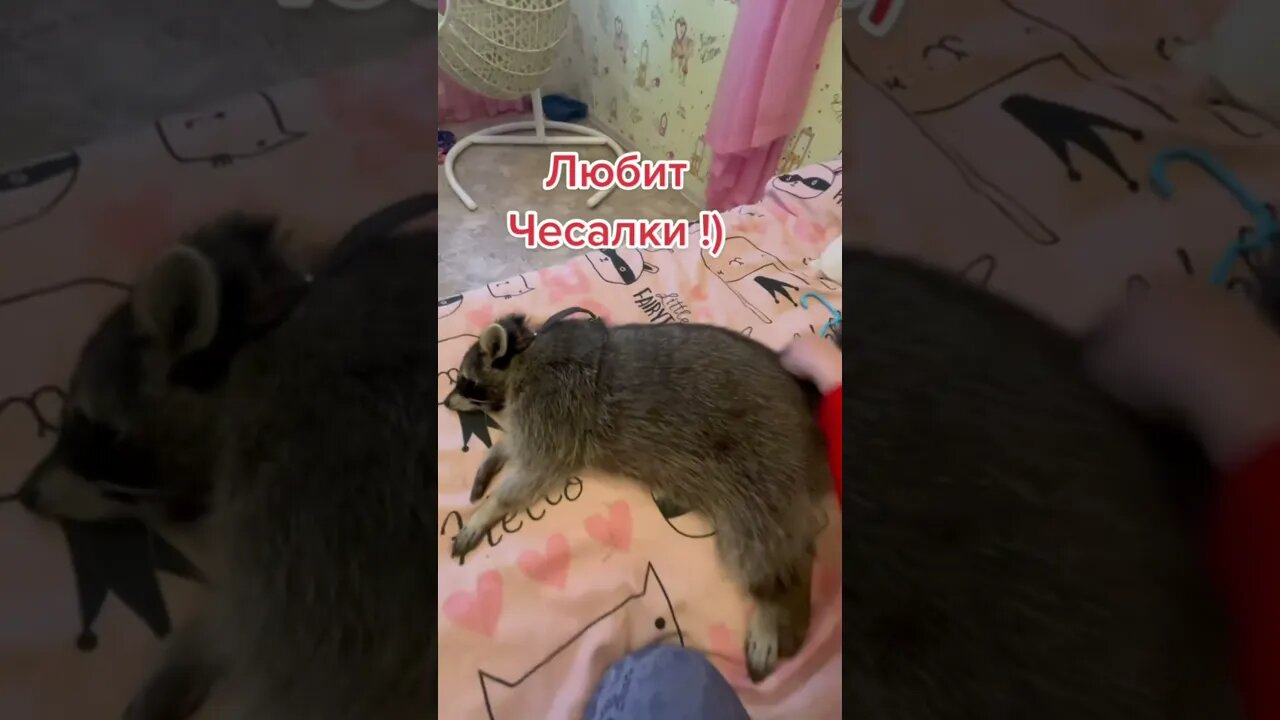 #shorts Смешные Еноты Из Тик Ток 35 Funny Tik Tok Raccoons