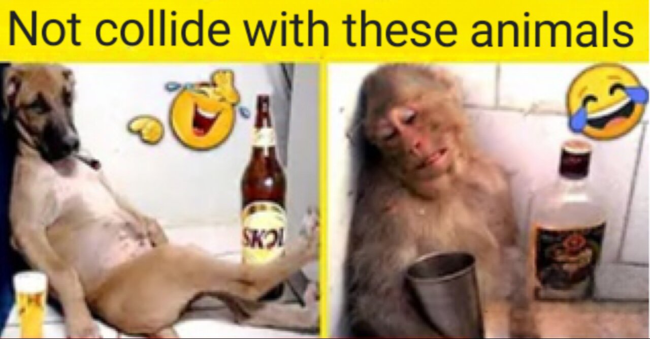 Not collide with these animals