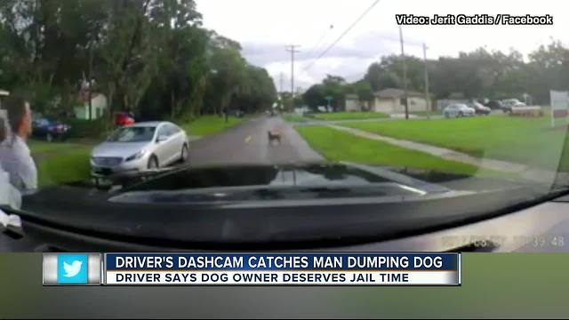 Dash-cam captures dog being abandoned