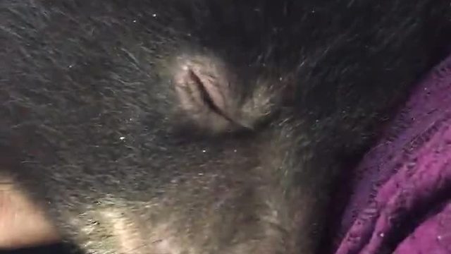 Check Out This Baby Bear Making Adorable Cuddling Noises