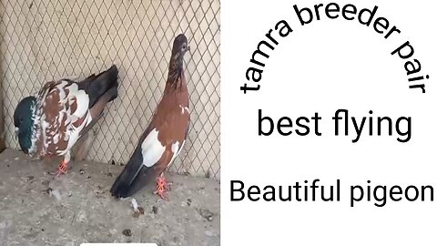 Tamra breeder pair pigeon beautiful