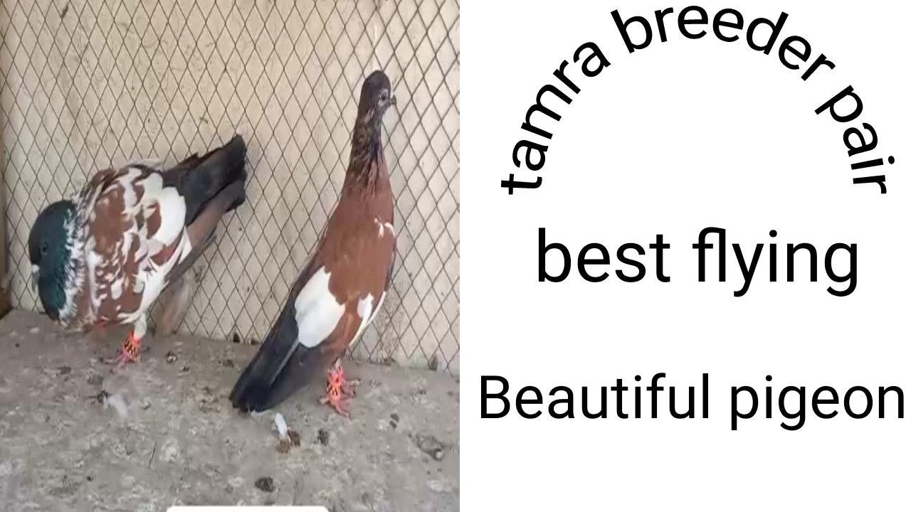 Tamra breeder pair pigeon beautiful