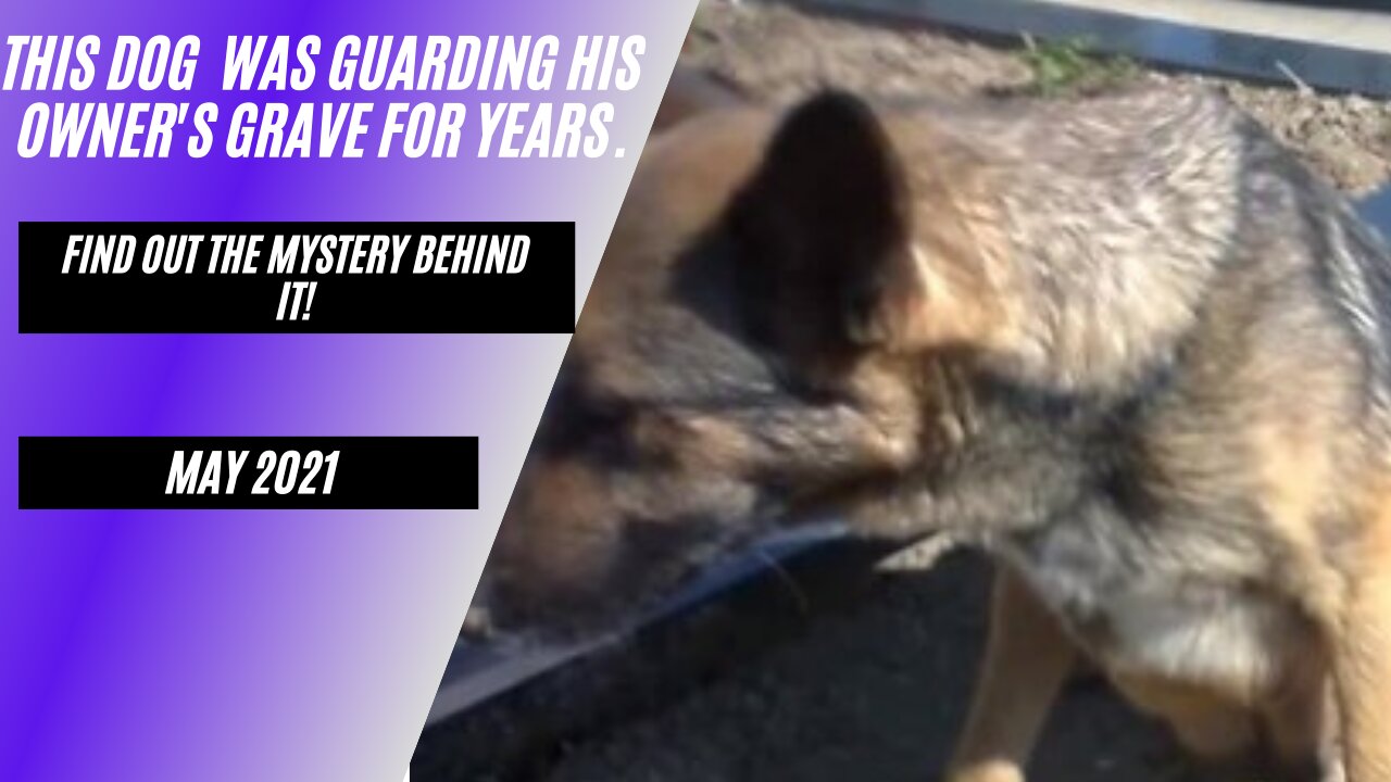 People Said This Dog Was Guarding Her Owner’s Grave, But One Rescuer Revealed A Shocking Mystery