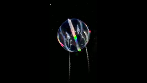 Comb jelly