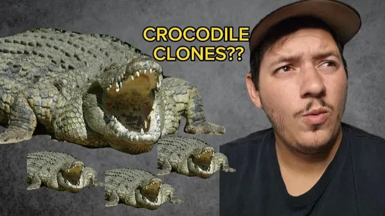 This Crocodile cloned herself??