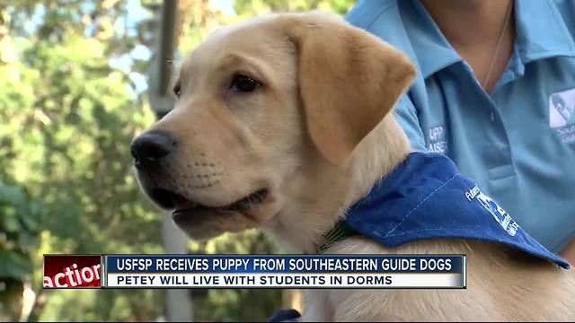 USF St. Petersburg Puppy Club students are training dogs for veterans and the visually-impaired