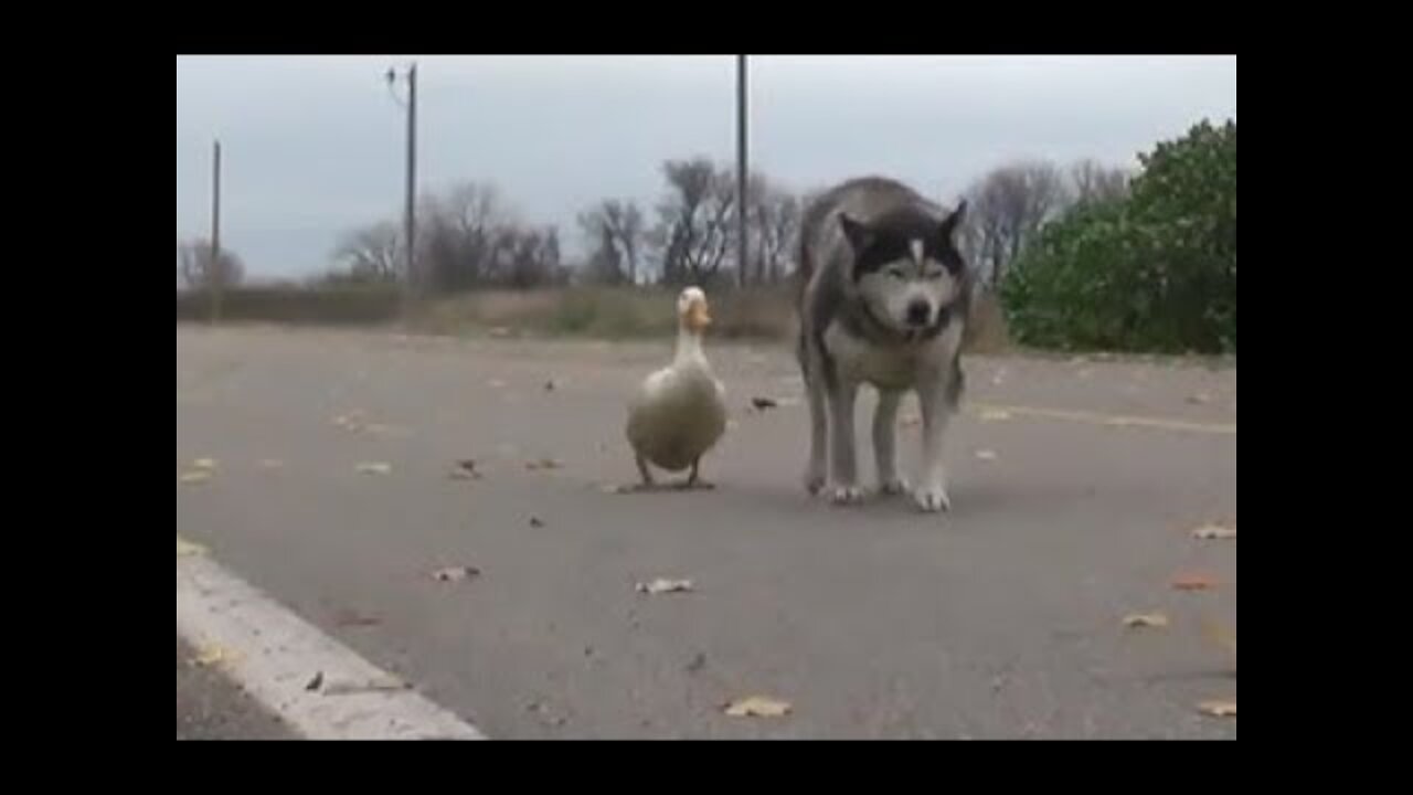 🦆 An Unlikely Friendship Between A Dog And A Duck Surprised A Small Town In Minnesota