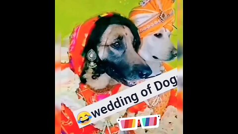 wedding of Dog 🤣🤣🤣