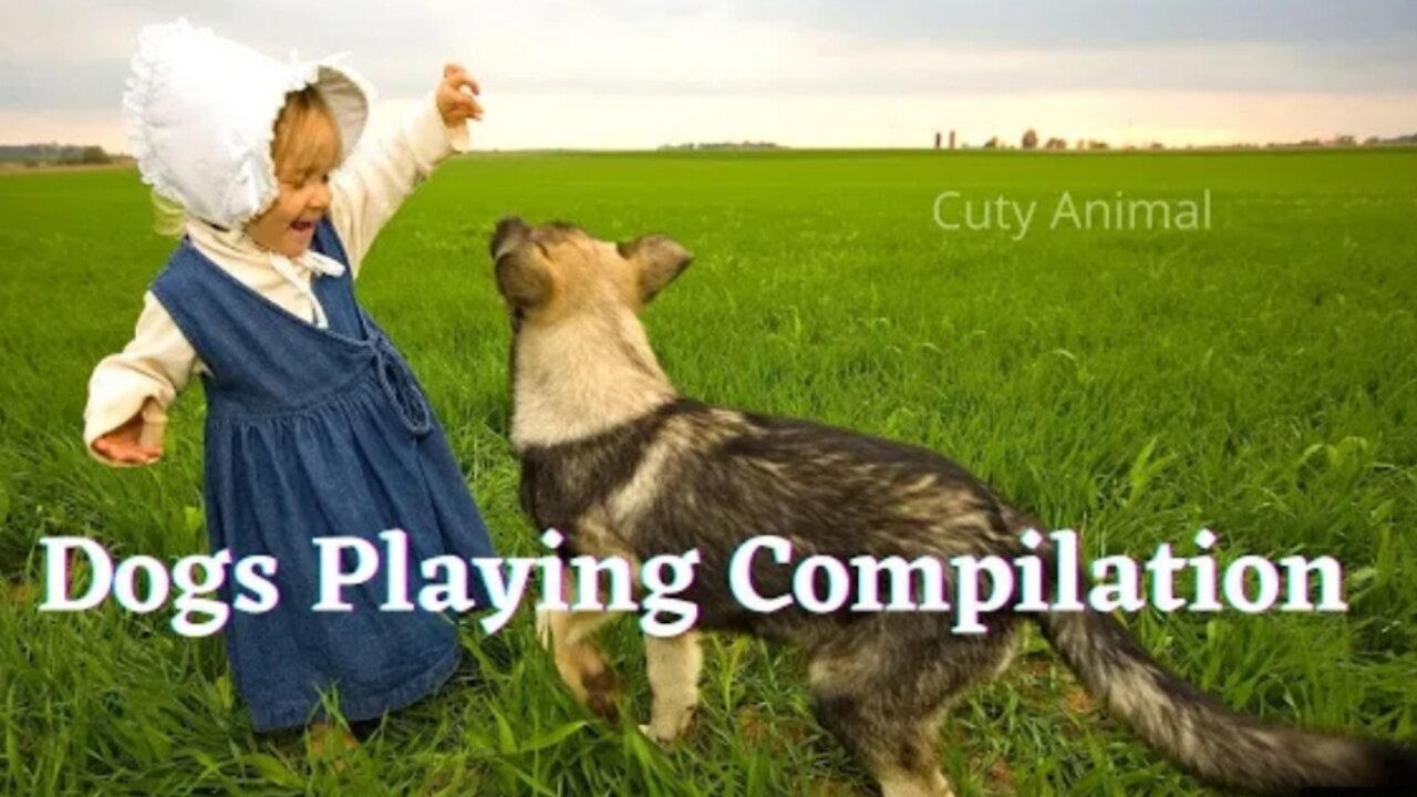Dogs Playing Ladys Video Compilation 2022
