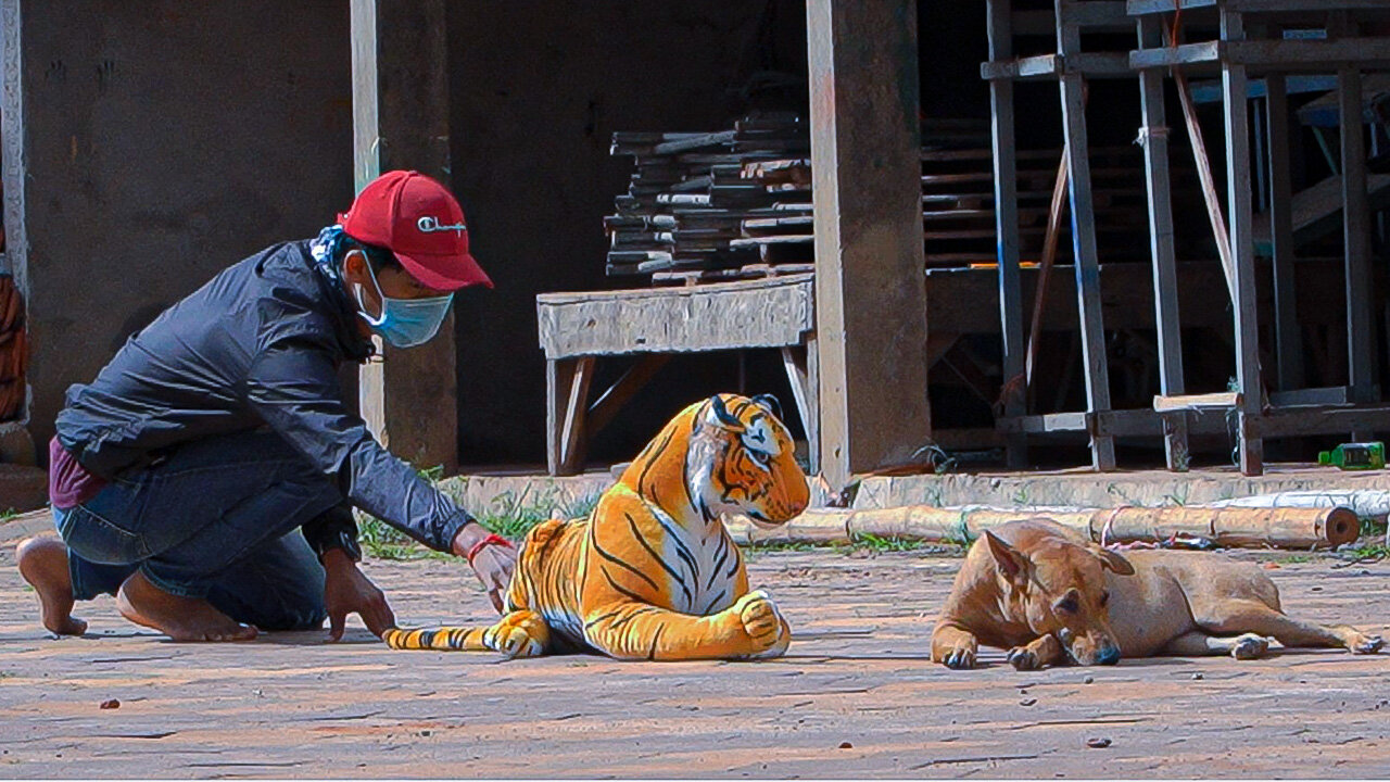 Amazing Funny Fake Tiger Prank Funny Dog 2021 - Try Not To Laugh