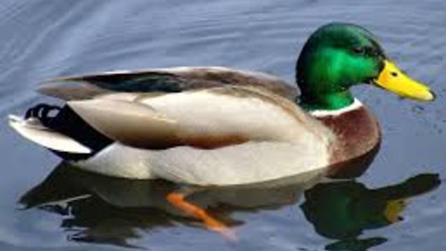 Duck swimming in water