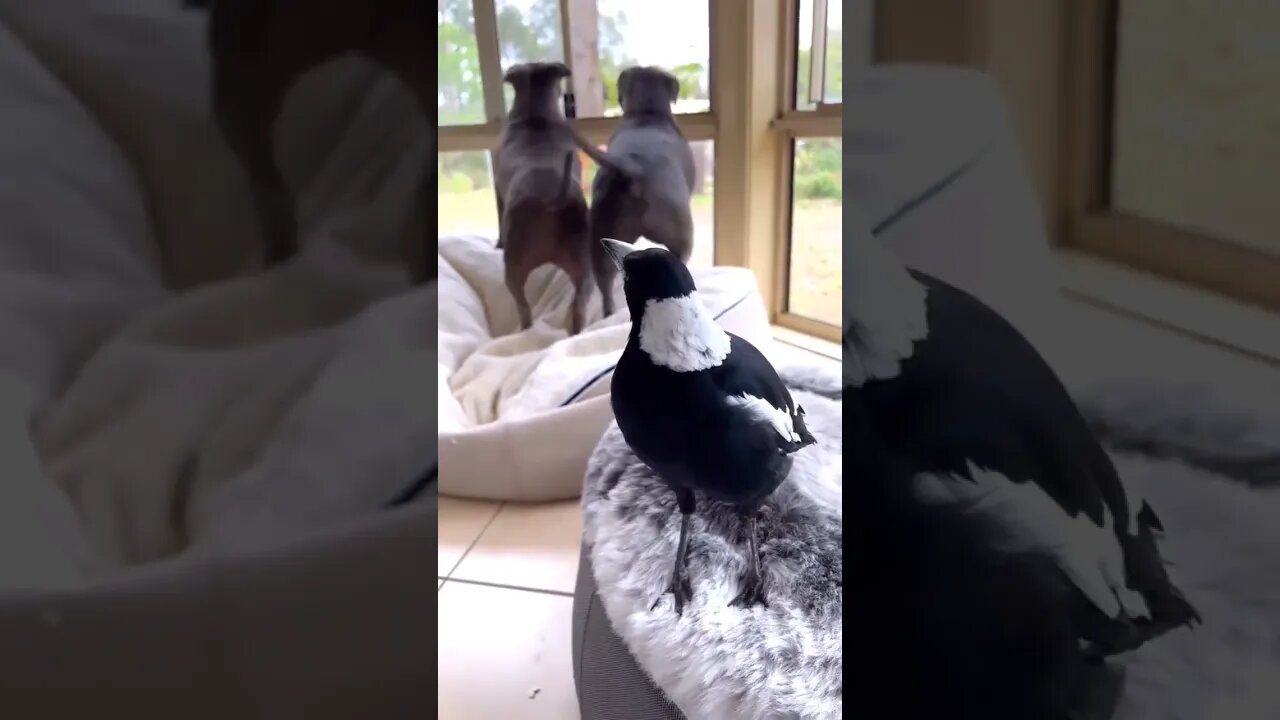 Australian magpie mimicking dogs barking #shorts #dog #animals