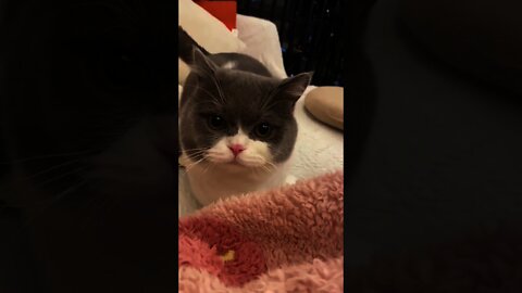 Cute cat