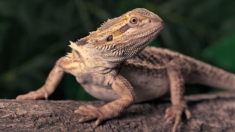 lizard