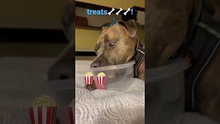 Good part- treats!! #shorts #funnyvideo #dog #pets #travel