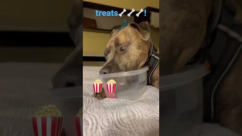 Good part- treats!! #shorts #funnyvideo #dog #pets #travel