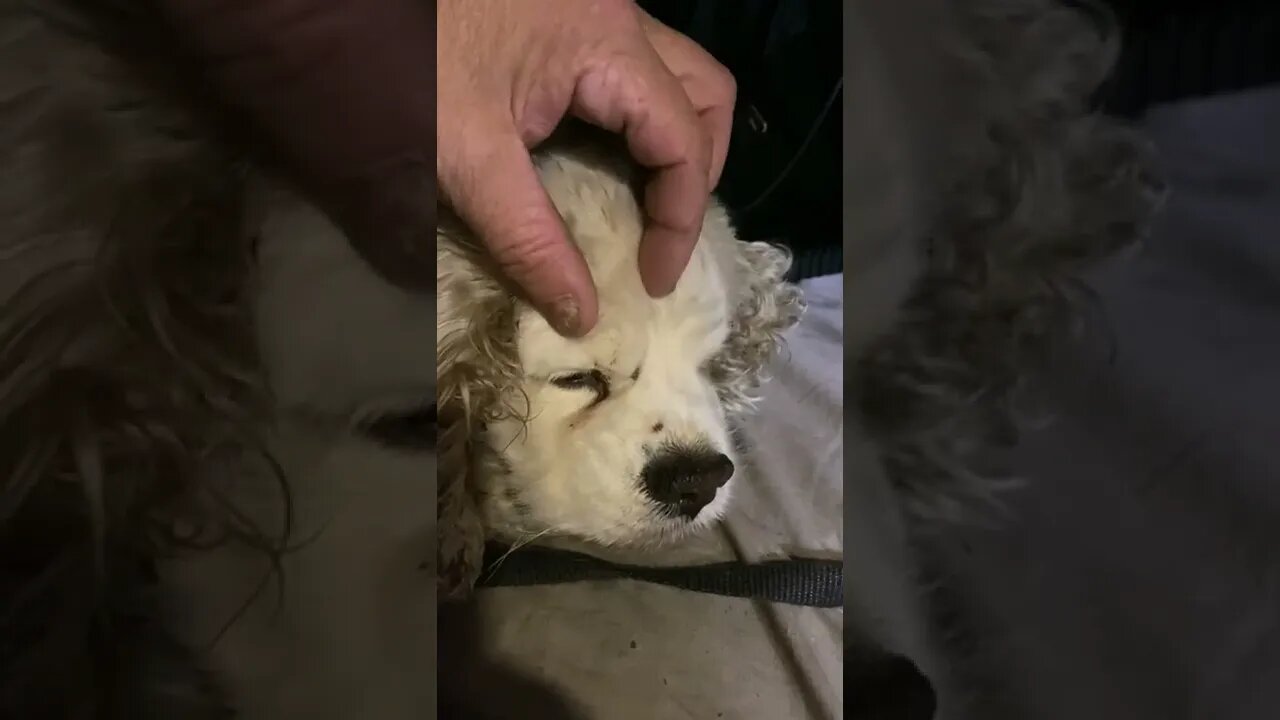 Mickey Gets Subcutaneous Fluids