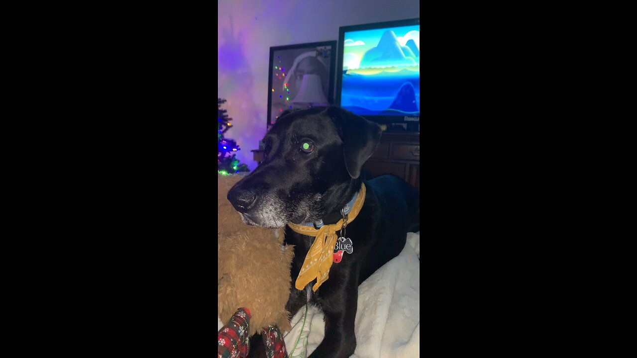 Republic dog cause he’s more American than some actual Americans sadly