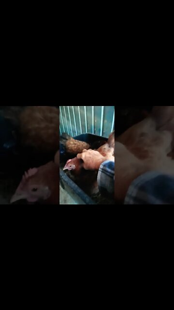 Good morning Forest and Chook chook 22nd September 2022