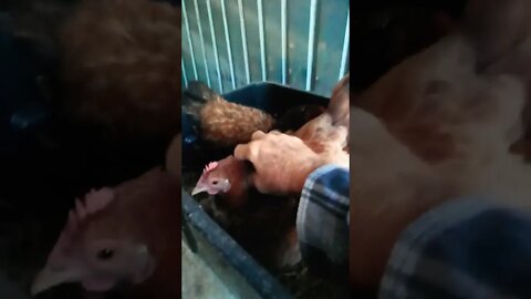 Good morning Forest and Chook chook 22nd September 2022