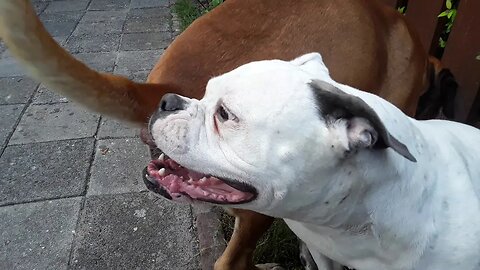 Famke and Bono in the front yard
