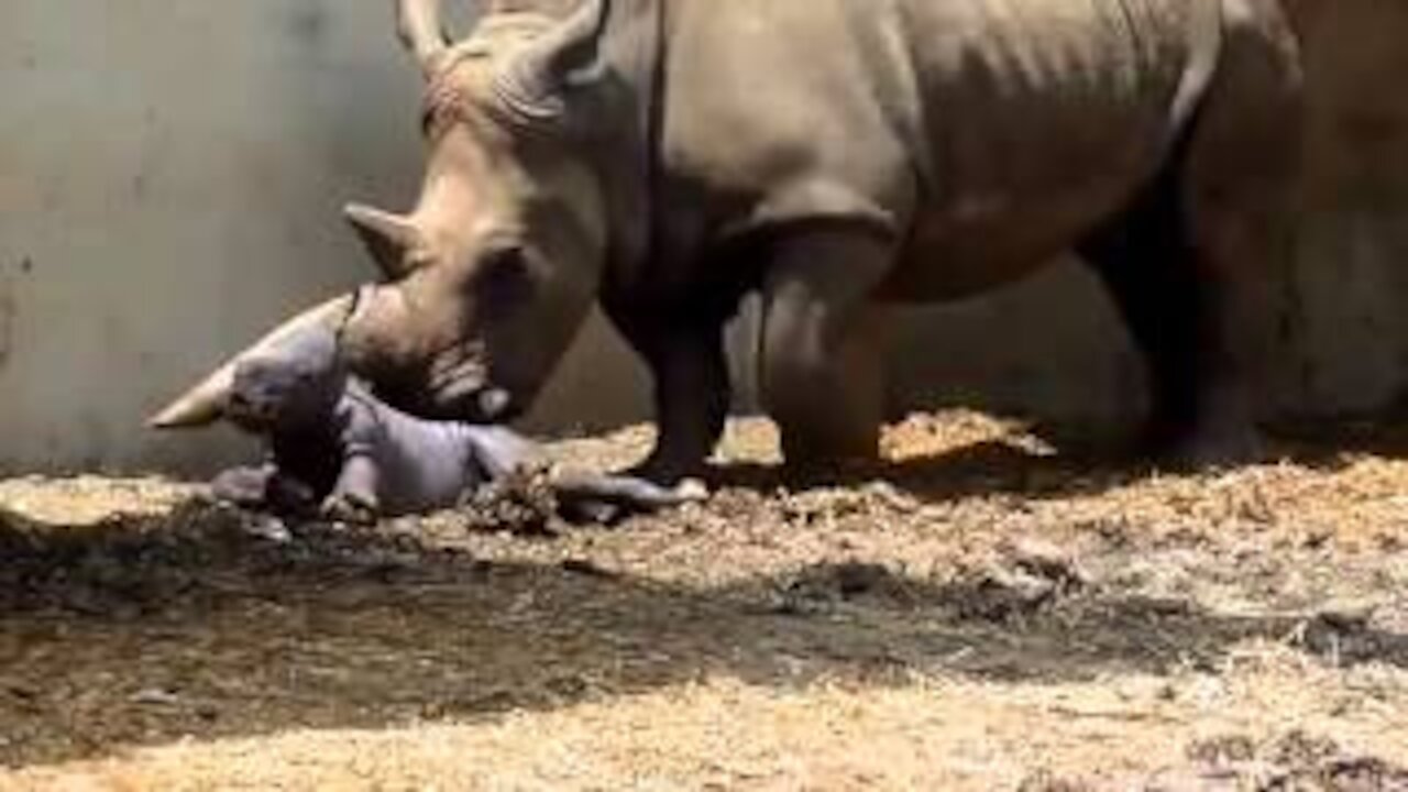 BIRTH OF A RHINOCEROS