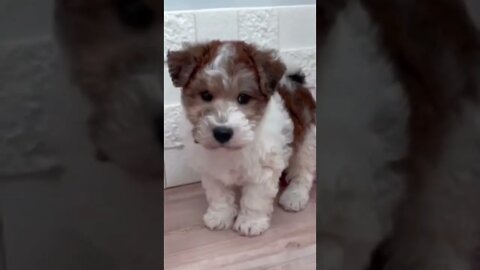 Funniest Cat and Dog Videos Compilation