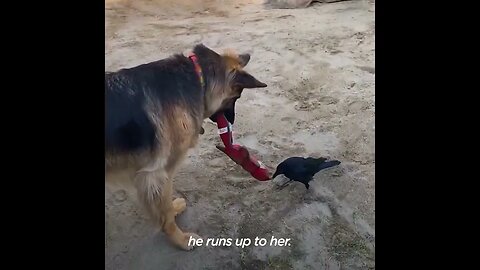 Rescue crow and German shepherd became friends