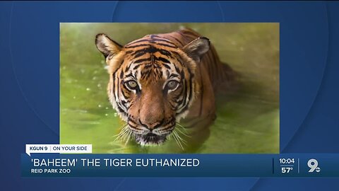 Reid Park Zoo tiger euthanized